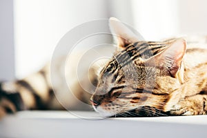 Relaxed Bengal cat sleeping happy while lying on a window sill