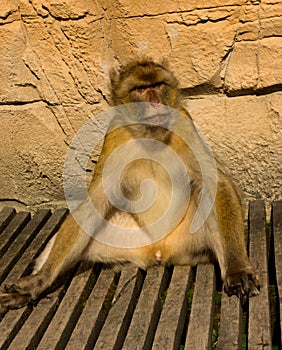 Relaxed berber monkey