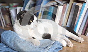 Relaxed black and white cat.