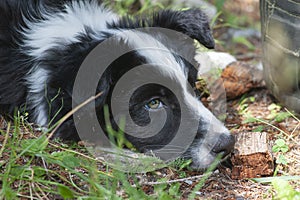 Relaxed Border Collie puppy photo