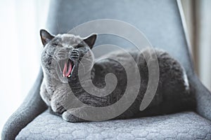 Relaxed British cat yawning on chair