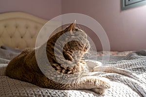 Relaxed British Shorthair Cat Enjoying a Lazy Afternoon on a Cozy Bed.