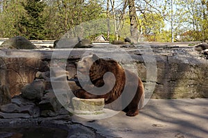 Relaxed brown bear sitting on the stones on the background of rocks and forest