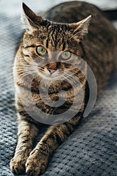 Relaxed brown tabby cat looking at camera