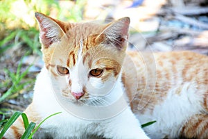 Relaxed brown tabby cat looking at camera