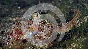 A relaxed camouflaged reef octopus on the seafloor