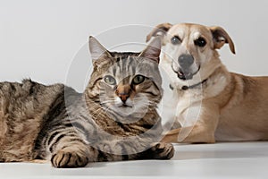 Relaxed cat and dog exude contentment with striped fur and green eyes photo