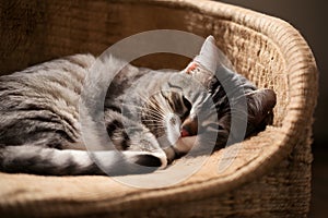 Relaxed cat enjoys a peaceful nap in a cozy setting