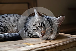 Relaxed cat finds comfort in a peaceful resting position