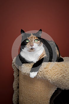 relaxed cat on scratching post portrait