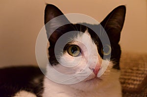 Relaxed cat on scratchpad