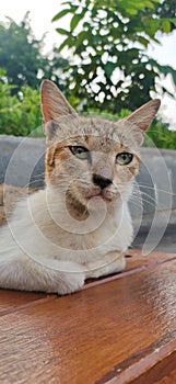 A relaxed cat soaking up the sun in the park, its fur gleaming as it lazily stretches and listens to the surrounding nature.