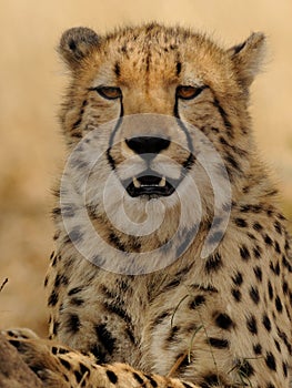 Relaxed Cheetah