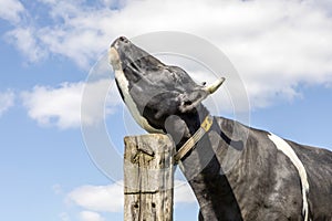 Relaxed cow scratch itch against pole, flexibele tickles under chin