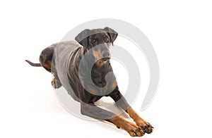 Relaxed Dobermann