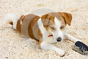 Relaxed dog on the beach sand