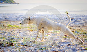 Relaxed dog on the beach sand