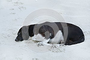 Relaxed dog, Black mixed white dog sleeping on the sand beach with sea as a background