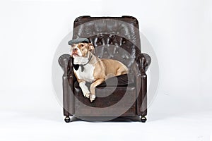 Relaxed dog in a chair