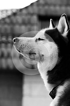 Relaxed dog feeling the breeze on his face