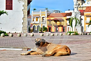 Relaxed dog sunbathing in the middle of the street