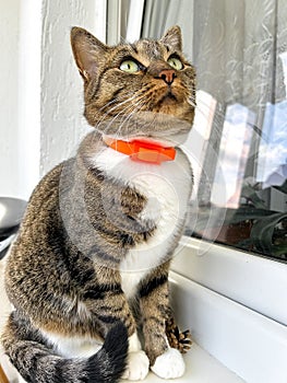 Relaxed domestic cat in a collar at home