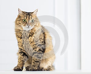 Relaxed domestic cat at home