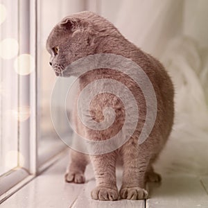 Relaxed domestic cat at home.