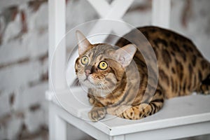 Relaxed domestic cat at home