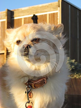 A relaxed golden haired Pomeranian in front of a seaside cafe