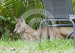 Relaxed grey kangaroo