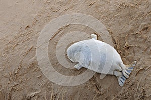 Relaxed grey seal pup