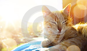 Relaxed and happy cat gets pleasure basking in the spring sun