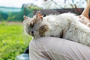 Relaxed Himalayan Cat Lounging on Owner in Garden