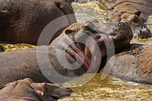 Relaxed Hippos Bathing in African Safari Waterhole