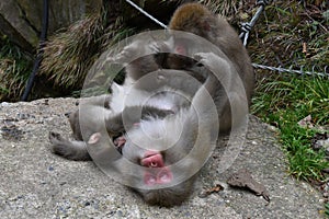 Relaxed japanese snow monkeys or japanese macaques