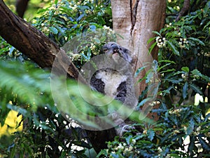 Relaxed Koala in tree, Australian wildlife