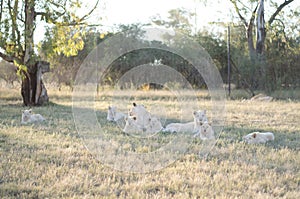 Relaxed lioness and lion cubs in a savannah background