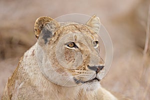 Relaxed lioness, South Africa