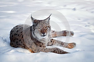 Relaxed Lynx lying on snow