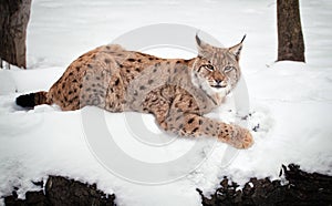 Relaxed Lynx lying on the white background