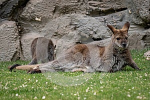 Relaxed mother wallaby with joey
