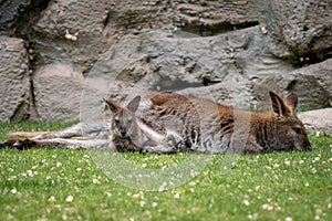 Relaxed mother wallaby with joey