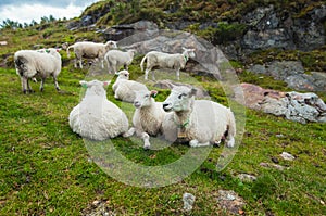 A relaxed norwegian sheep flock lying on the grass