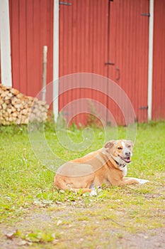 Relajado viejo el perro sobre el campo en finlandia. granero 