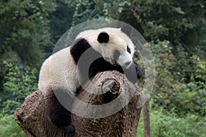 Relaxed panda