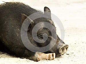 Relaxed pig