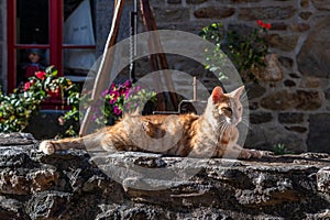 Uvoľnená mačka spočíva na kameň stena pred francúzština chalupa v francúzsko 
