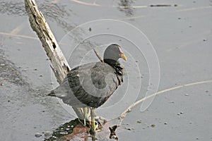 Relaxed Red-fronted Coot, Fulica rufifrons