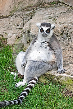 Relaxed ring tailed lemur